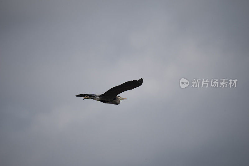 大蓝鹭- Ardea herodias